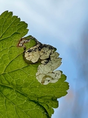 Metallus lanceolatus
