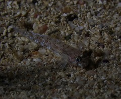 Gnatholepis knighti