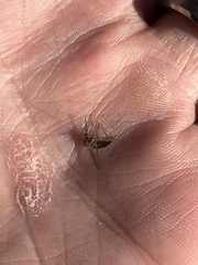 Culicinae