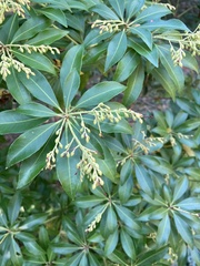 Pieris