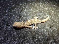 Pachydactylus mariquensis