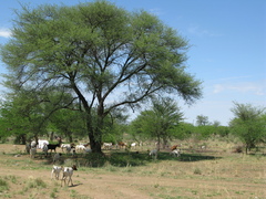 Vachellia erioloba