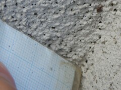 Orchestes steppensis