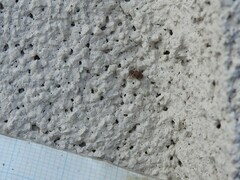 Orchestes steppensis