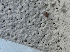 Orchestes steppensis