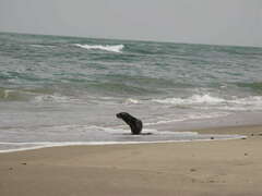 Arctocephalus pusillus pusillus