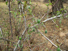 Ximenia