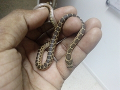 Hemorrhois hippocrepis