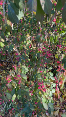 Euonymus europaeus