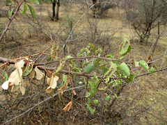 Ximenia