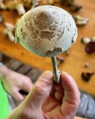 Macrolepiota konradii
