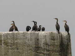 Phalacrocorax capensis