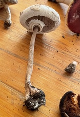 Macrolepiota konradii