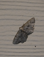 Cymatophora approximaria