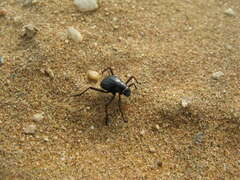 Onymacris unguicularis