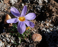 Syringodea longituba