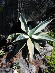 Agave guiengola