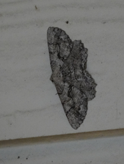 Cymatophora approximaria