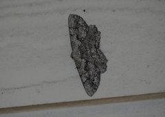 Cymatophora approximaria