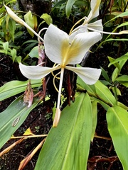 Hedychium flavescens