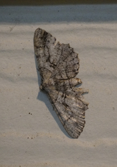 Cymatophora approximaria