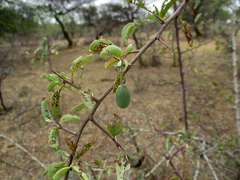 Ximenia