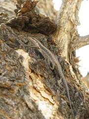 Trachylepis spilogaster