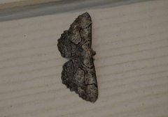 Cymatophora approximaria