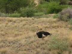 Struthio camelus australis