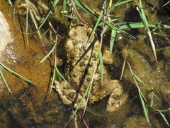 Rhinella arunco