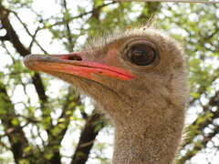 Struthio camelus australis