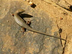 Trachylepis variegata