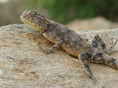 Agama anchietae