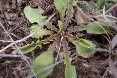 Sonchus novae-zelandiae