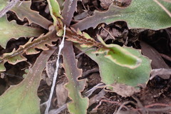 Sonchus novae-zelandiae