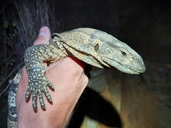 Varanus albigularis albigularis