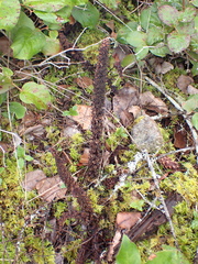 Allotropa virgata