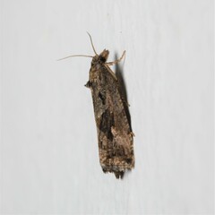 Endothenia quadrimaculana