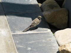 Motacilla capensis capensis