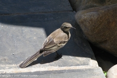 Motacilla capensis capensis