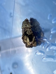 Drobeta