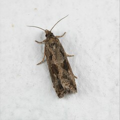 Endothenia quadrimaculana