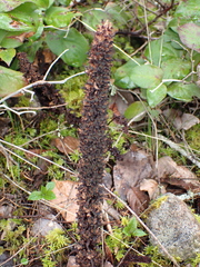 Allotropa virgata