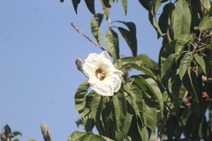 Ipomoea murucoides