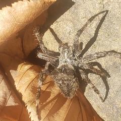 Araneus saevus