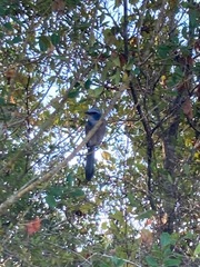 Aphelocoma coerulescens