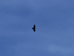 Buteo brachyurus