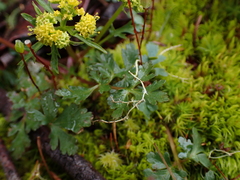 Sanicula graveolens