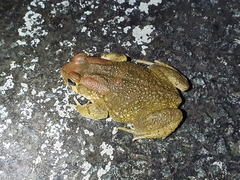 Sclerophrys capensis