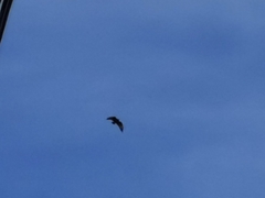 Buteo brachyurus